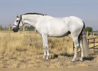 Lusitanos, Wallach, 7 Jahre, 163 cm, Schimmel