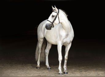Lusitanos, Wallach, 7 Jahre, 163 cm, Schimmel