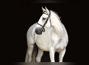Lusitanos, Wallach, 7 Jahre, 163 cm, Schimmel
