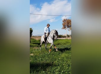 Lusitanos, Wallach, 7 Jahre, 164 cm, Apfelschimmel