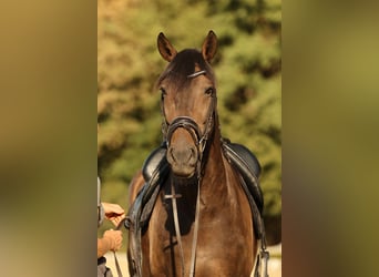 Lusitanos, Wallach, 7 Jahre, 164 cm, Dunkelbrauner