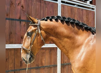 Lusitanos, Wallach, 7 Jahre, 164 cm, Hellbrauner
