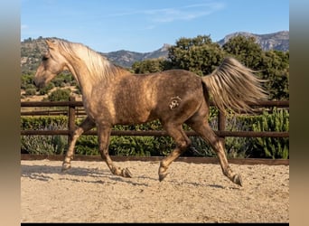 Lusitanos Mix, Wallach, 7 Jahre, 164 cm, Pearl