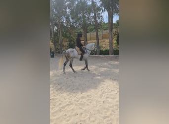 Lusitanos, Wallach, 7 Jahre, 165 cm, Apfelschimmel