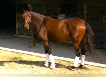 Lusitanos, Wallach, 7 Jahre, 165 cm, Brauner
