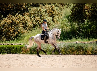 Lusitanos, Wallach, 7 Jahre, 165 cm, Rotschimmel