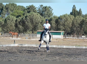 Lusitanos, Wallach, 7 Jahre, 165 cm, Schimmel