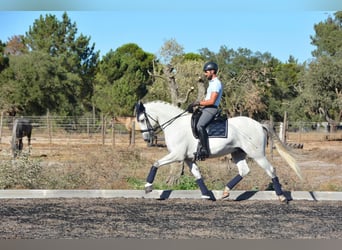 Lusitanos, Wallach, 7 Jahre, 165 cm, Schimmel