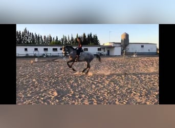 Lusitanos, Wallach, 7 Jahre, 165 cm, Schimmel