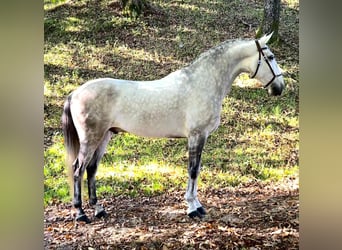 Lusitanos, Wallach, 7 Jahre, 165 cm, Schimmel