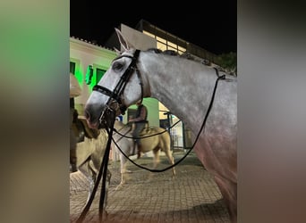 Lusitanos, Wallach, 7 Jahre, 165 cm, Schimmel