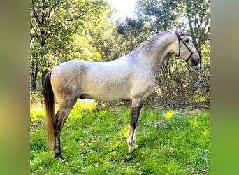 Lusitanos, Wallach, 7 Jahre, 165 cm, Schimmel