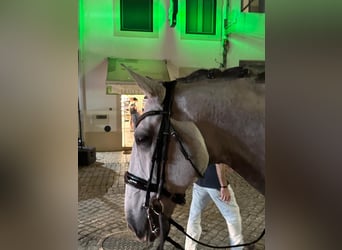 Lusitanos, Wallach, 7 Jahre, 165 cm, Schimmel