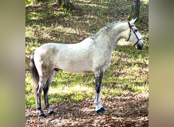 Lusitanos, Wallach, 7 Jahre, 165 cm, Schimmel