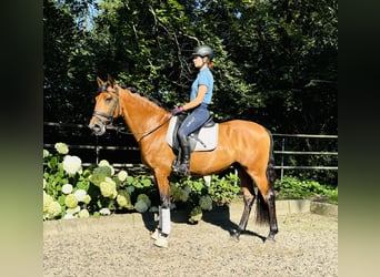 Lusitanos, Wallach, 7 Jahre, 166 cm, Brauner