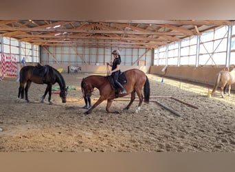 Lusitanos, Wallach, 7 Jahre, 170 cm, Brauner