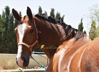 Lusitanos, Wallach, 7 Jahre, 172 cm, Brauner