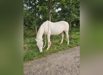 Lusitanos, Wallach, 8 Jahre, 153 cm, Cremello