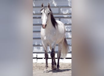 Lusitanos, Wallach, 8 Jahre, 154 cm, Schimmel