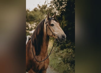 Lusitanos, Wallach, 8 Jahre, 155 cm, Buckskin