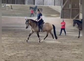 Lusitanos, Wallach, 8 Jahre, 155 cm, Buckskin