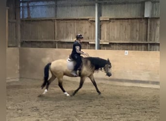 Lusitanos, Wallach, 8 Jahre, 155 cm, Buckskin