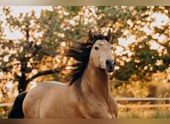 Lusitanos, Wallach, 8 Jahre, 155 cm, Buckskin