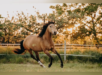 Lusitanos, Wallach, 8 Jahre, 155 cm, Buckskin