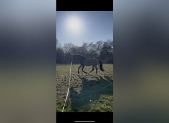 Lusitanos, Wallach, 8 Jahre, 155 cm, Buckskin