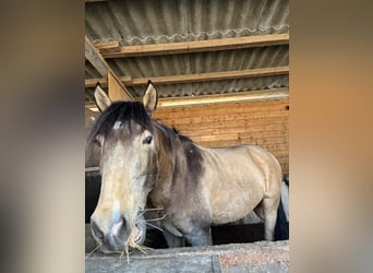 Lusitanos, Wallach, 8 Jahre, 155 cm, Buckskin