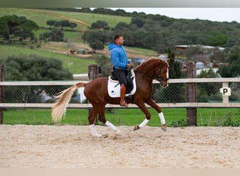 Lusitanos, Wallach, 8 Jahre, 155 cm, Fuchs