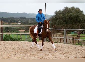 Lusitanos, Wallach, 8 Jahre, 155 cm, Fuchs