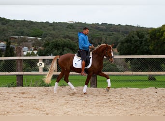 Lusitanos, Wallach, 8 Jahre, 155 cm, Fuchs
