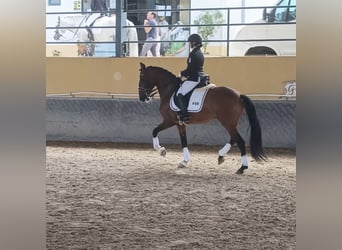 Lusitanos, Wallach, 8 Jahre, 157 cm, Brauner