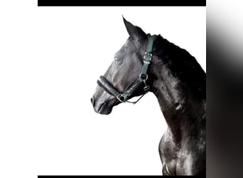 Lusitanos, Wallach, 8 Jahre, 157 cm, Brauner