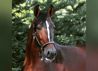 Lusitanos, Wallach, 8 Jahre, 157 cm, Brauner