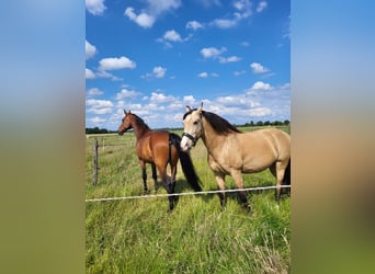 Lusitanos Mix, Wallach, 8 Jahre, 157 cm, Falbe