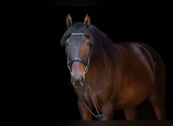Lusitanos, Wallach, 8 Jahre, 158 cm, Brauner