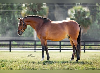 Lusitanos, Wallach, 8 Jahre, 158 cm, Rotbrauner