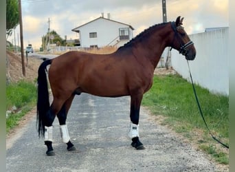 Lusitanos Mix, Wallach, 8 Jahre, 159 cm, Brauner