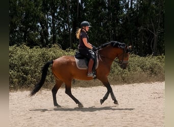 Lusitanos Mix, Wallach, 8 Jahre, 159 cm, Brauner