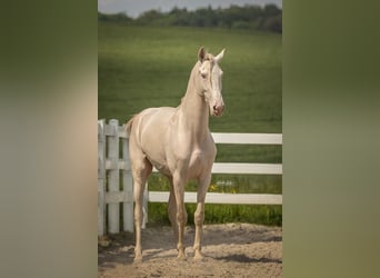 Lusitanos, Wallach, 8 Jahre, 159 cm, Perlino