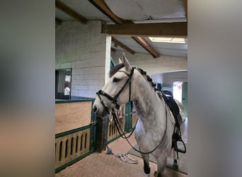 Lusitanos, Wallach, 8 Jahre, 159 cm, Schimmel