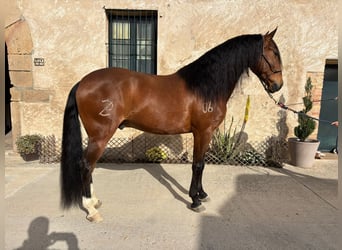 Lusitanos, Wallach, 8 Jahre, 160 cm, Brauner