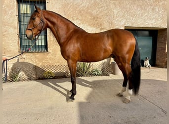 Lusitanos, Wallach, 8 Jahre, 160 cm, Brauner