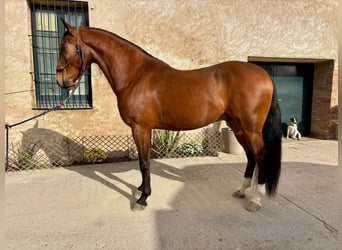Lusitanos, Wallach, 8 Jahre, 160 cm, Brauner