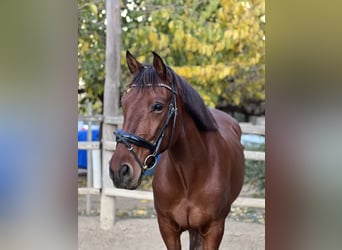 Lusitanos Mix, Wallach, 8 Jahre, 160 cm, Brauner