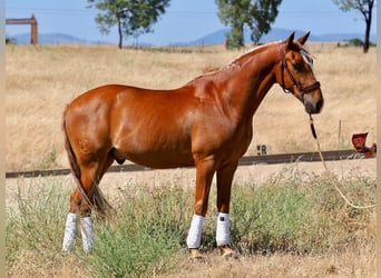 Lusitanos, Wallach, 8 Jahre, 160 cm, Fuchs