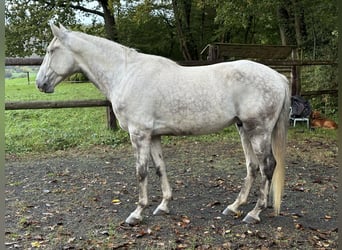 Lusitanos, Wallach, 8 Jahre, 160 cm, Schimmel