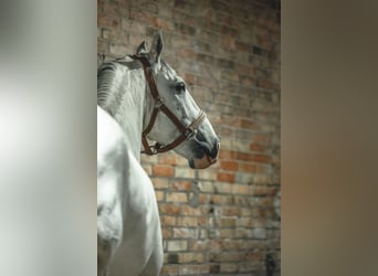 Lusitanos Mix, Wallach, 8 Jahre, 160 cm, Schimmel